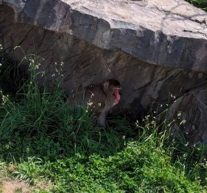 円山動物園　サル